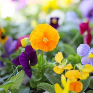 pansies