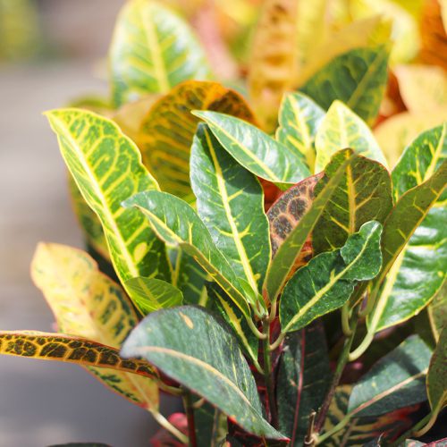 Petra Croton Plant for Fall Gardening | Calloway’s Nursery