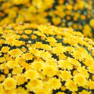 garden mums