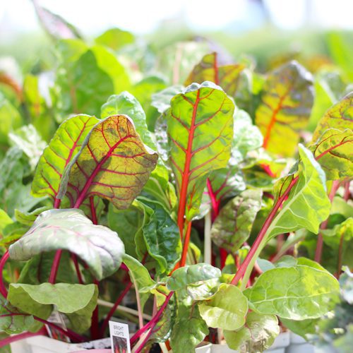 Swiss Chard Flower Plant for Fall Gardening | Calloway’s Nursery