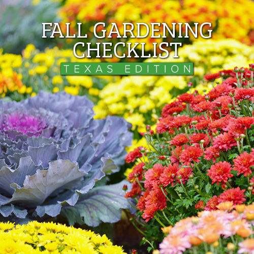 Fall Gardening Checklist: Texas Edition