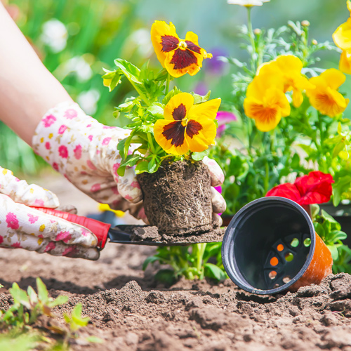 planting fall flowers