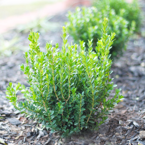 boxwoods