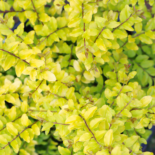 sunshine ligustrum