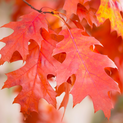 oak tree