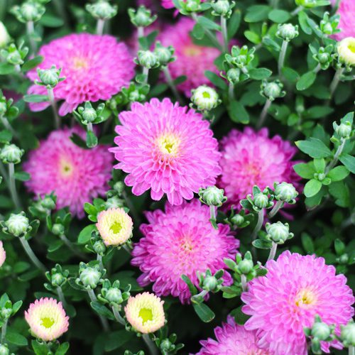 Purple Garden Mums for Fall Garden Checklist | Calloway's Nursery