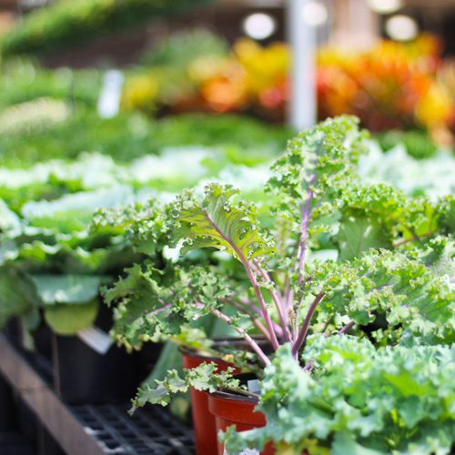 Ornamental Kale for Fall Garden Checklist | Calloway's Nursery