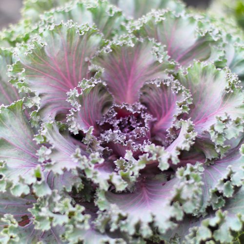 Ornamental Cabbage and Kale for Fall Garden Checklist | Calloway's Nursery