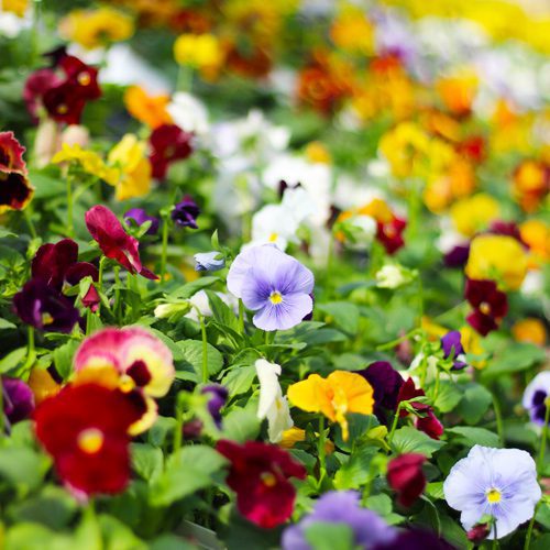 Clear Blue Matrix Pansy for Fall Garden Checklist | Calloway's Nursery