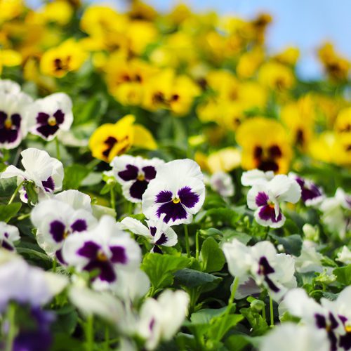 Blotch Yellow and Purple Pansies for Fall Garden Checklist | Calloway's Nursery