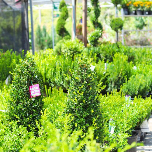 Boxwood Shrubs for Fall Garden Checklist | Calloway's Nursery