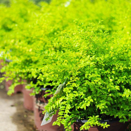 Sunshine Ligustrum for Fall Garden Checklist | Calloway's Nursery