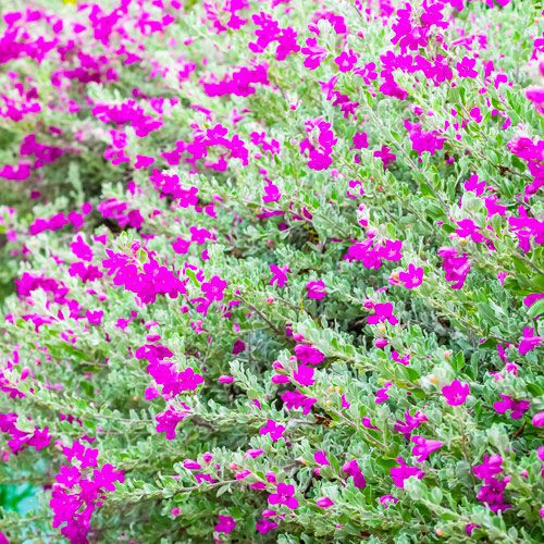  Desperado® Texas Sage Flower Plant for Fall Garden Checklist | Calloway's Nursery