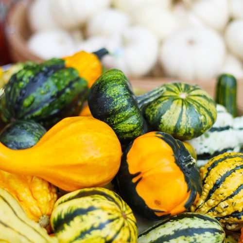Ornamental Gourds for Fall Garden Checklist | Calloway's Nursery
