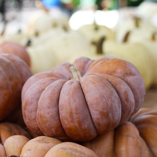 Fairytale Pumpkin for Fall Garden Checklist | Calloway's Nursery