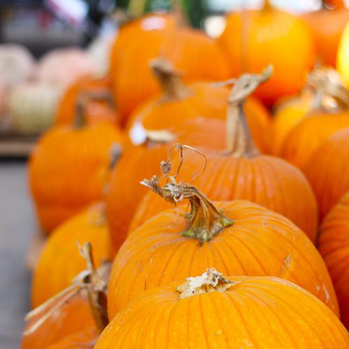 Jack O Lantern for Fall Garden Checklist | Calloway's Nursery