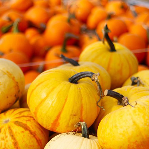 Turban Squash for Fall Garden Checklist | Calloway's Nursery
