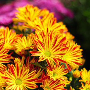 floral mums