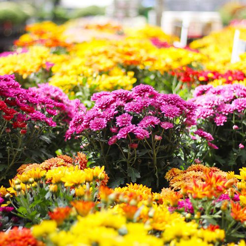 floral mums in store