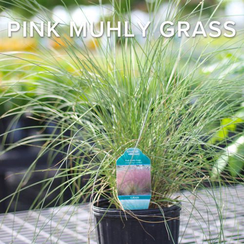 Pink Muhly Grass for Fall Planting Shrub | Calloway's Nursery