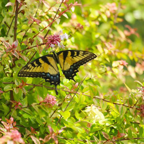 Yellow Monarch Butterfly in Fall Garden Flower for Fall | Calloway's Nursery