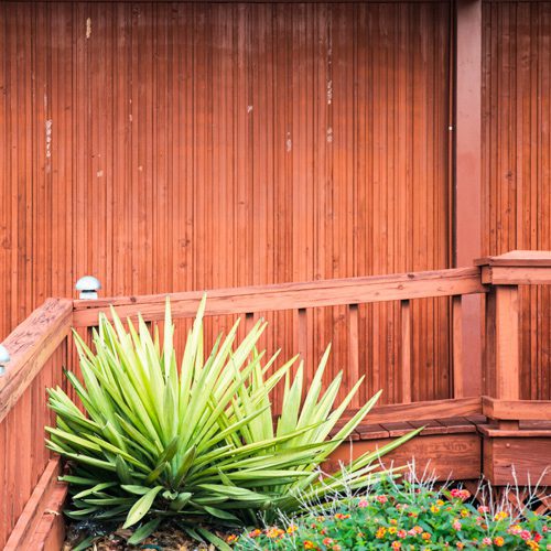 Drought Tolerant Shrubs for Fall | Calloway's Nursery
