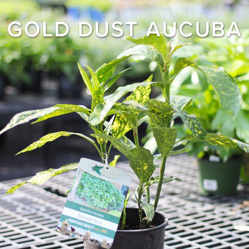  Gold Dust Aucuba Shrub for Fall | Calloway's Nursery