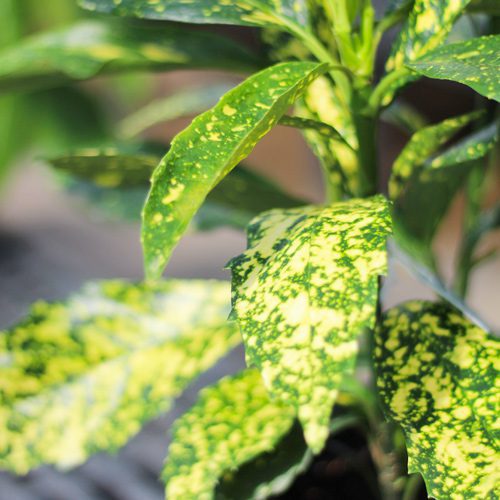 Shade Loving Shrubs for Fall Planting | Calloway's Nursery