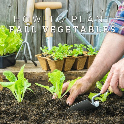 Cool Season Vegetable Gardening for Fall | Calloway's Nursery