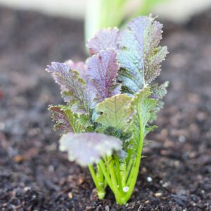 red mustard greens