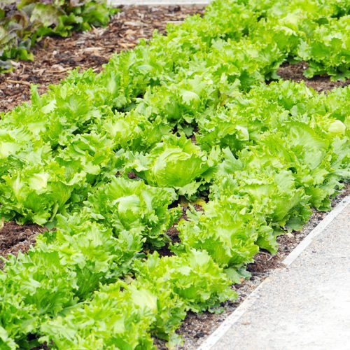 Lettuce for Fall Gardening | Calloway's Nursery