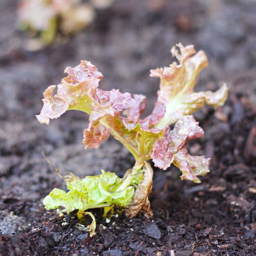 Red Fire Lettuce Plant for Fall Gardening | Calloway's Nursery