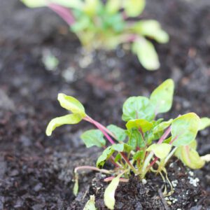 red kitten spinach plant