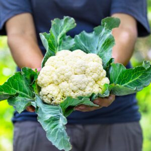 white cauliflower