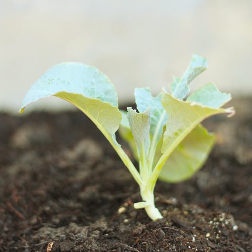 Green Goddess Cauliflower Plant for Fall Gardening | Calloway's Nursery