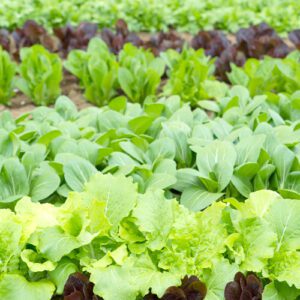 leafy greens