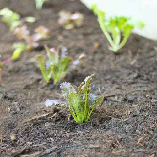 Calloway’s Premium Organic Hardwood Mulch for Fall Gardening | Calloway's Nursery