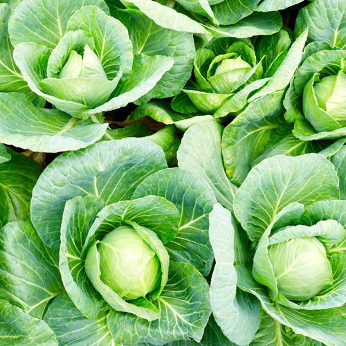Cabbage for Fall Gardening | Calloway's Nursery