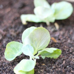 cabbage plant