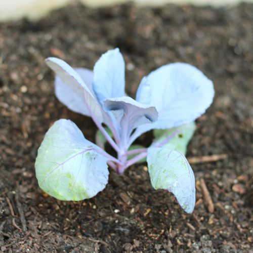 Ruby Perfection Cabbage Plant for Fall Gardening | Calloway's Nursery