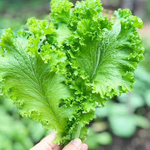 Mustard Green Plant for Coleslaw | Calloway's Nursery