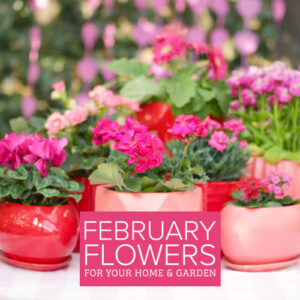 flowering options for february