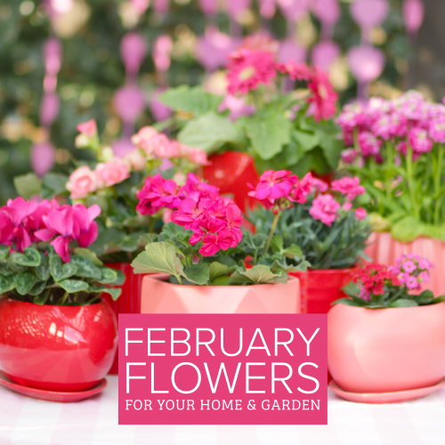 flowering options for february