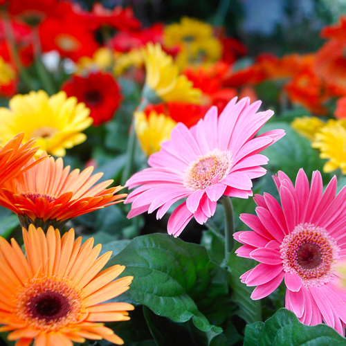 gerbera daisies