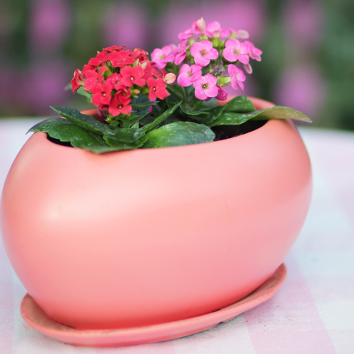 kalanchoe