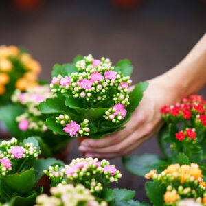 kalanchoe blooms