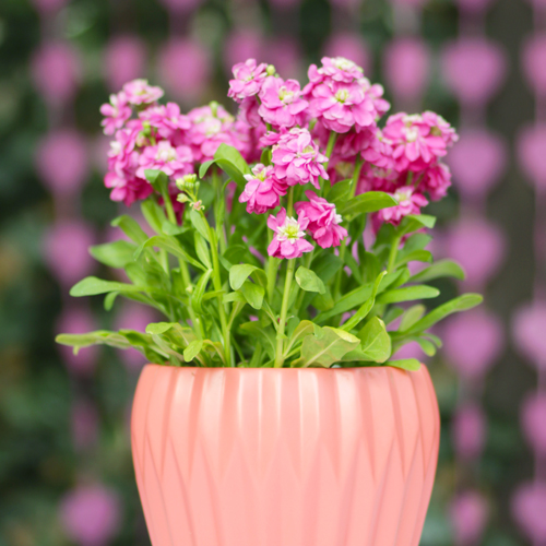 stock plant