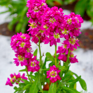 stock blooms