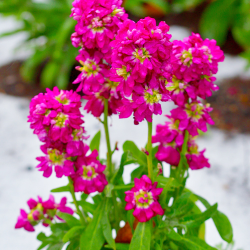 stock blooms