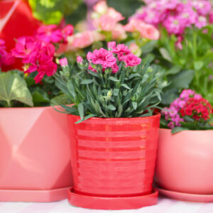 what to plant in february
